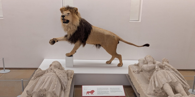 Exposition "Les animaux s'emparent du musée", au Carré Plantagenêt au Mans