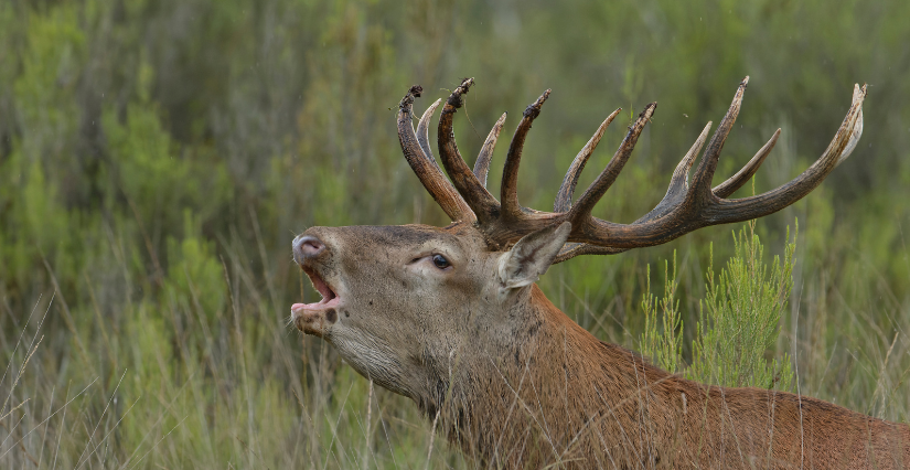 "À l'écoute du brame du cerf", balade ONF avec Carnuta, la maison de l'Homme et de la forêt