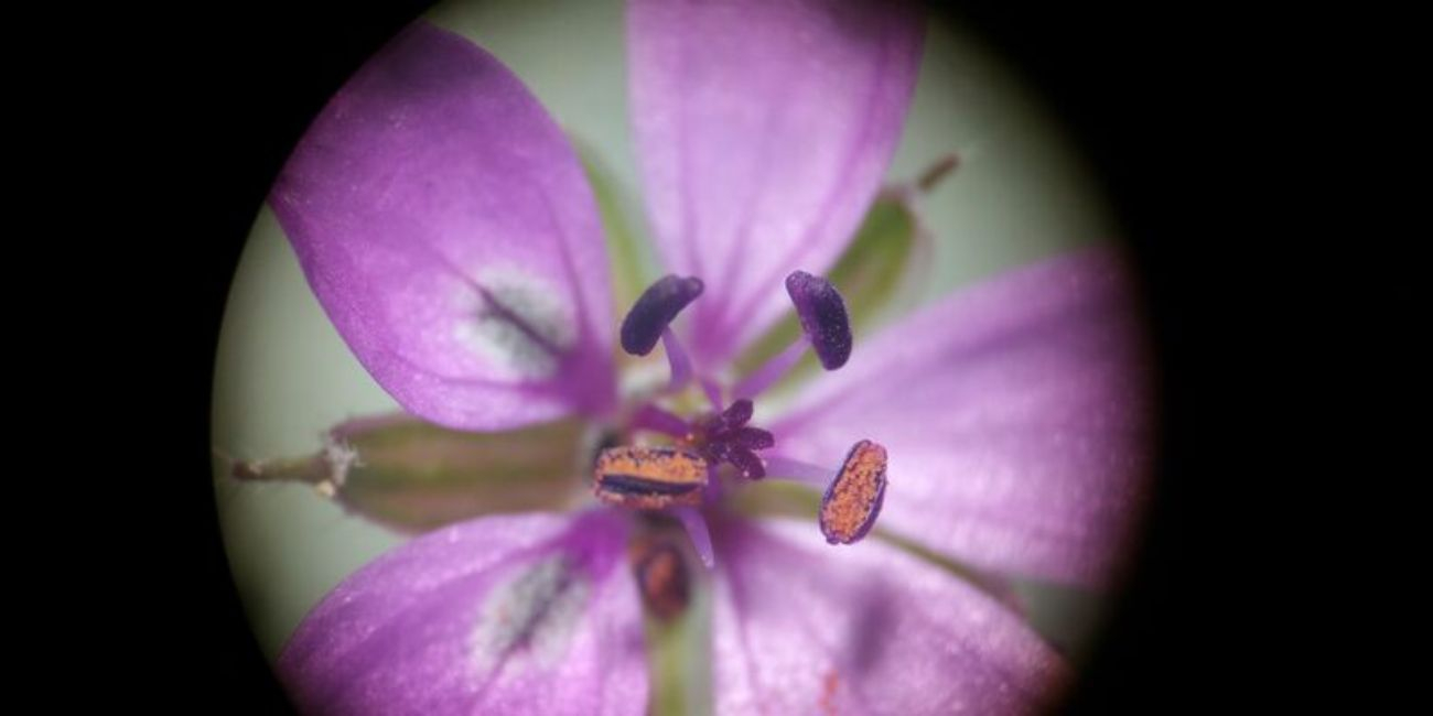 Vie d'une fleur, atelier au Musée Vert, le Mans