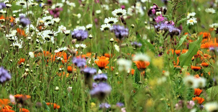 "Biodiversité à grand pas", atelier sur l'Île MoulinSart