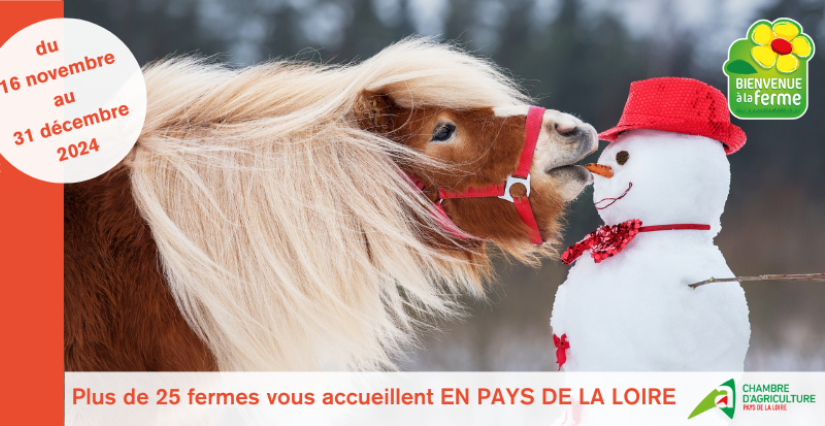 Noël à la ferme Équestre de la Perle d'Or du réseau Bienvenue à la Ferme en Sarthe