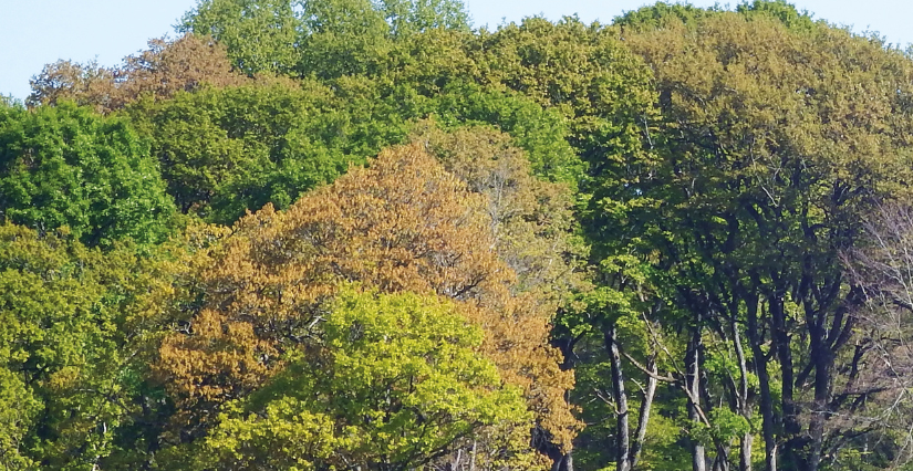 "La forêt, c'est quoi ?", balade ONF à Carnuta, la Maison de l'Homme et de la forêt