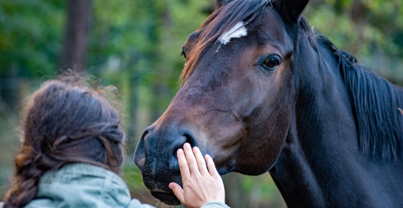 "Ethik'intuition", à la rencontre du peuple cheval à l'Écolieu de la Bretonnerie avec Ethik'Action 