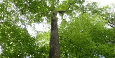 Balade ONF "Préparer la forêt de demain", à Carnuta, la Maison de l'Homme et de la forêt