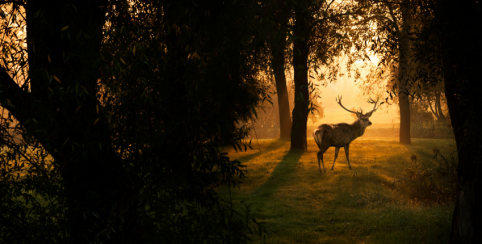 Brame du cerf, balade avec Carnuta, la maison de l'Homme et de la forêt