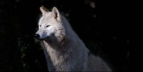 Soirées nocturnes, visite guidée au Zoo de Pescheray