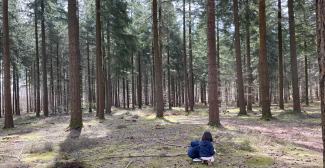 Découvrez les sentiers de balade de la forêt de Bercé en famille